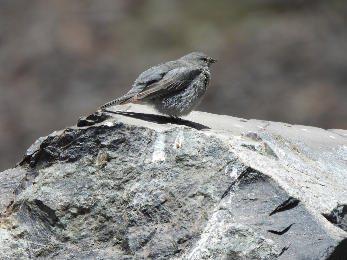 Plumbeous Sierra Finch - ML626543597