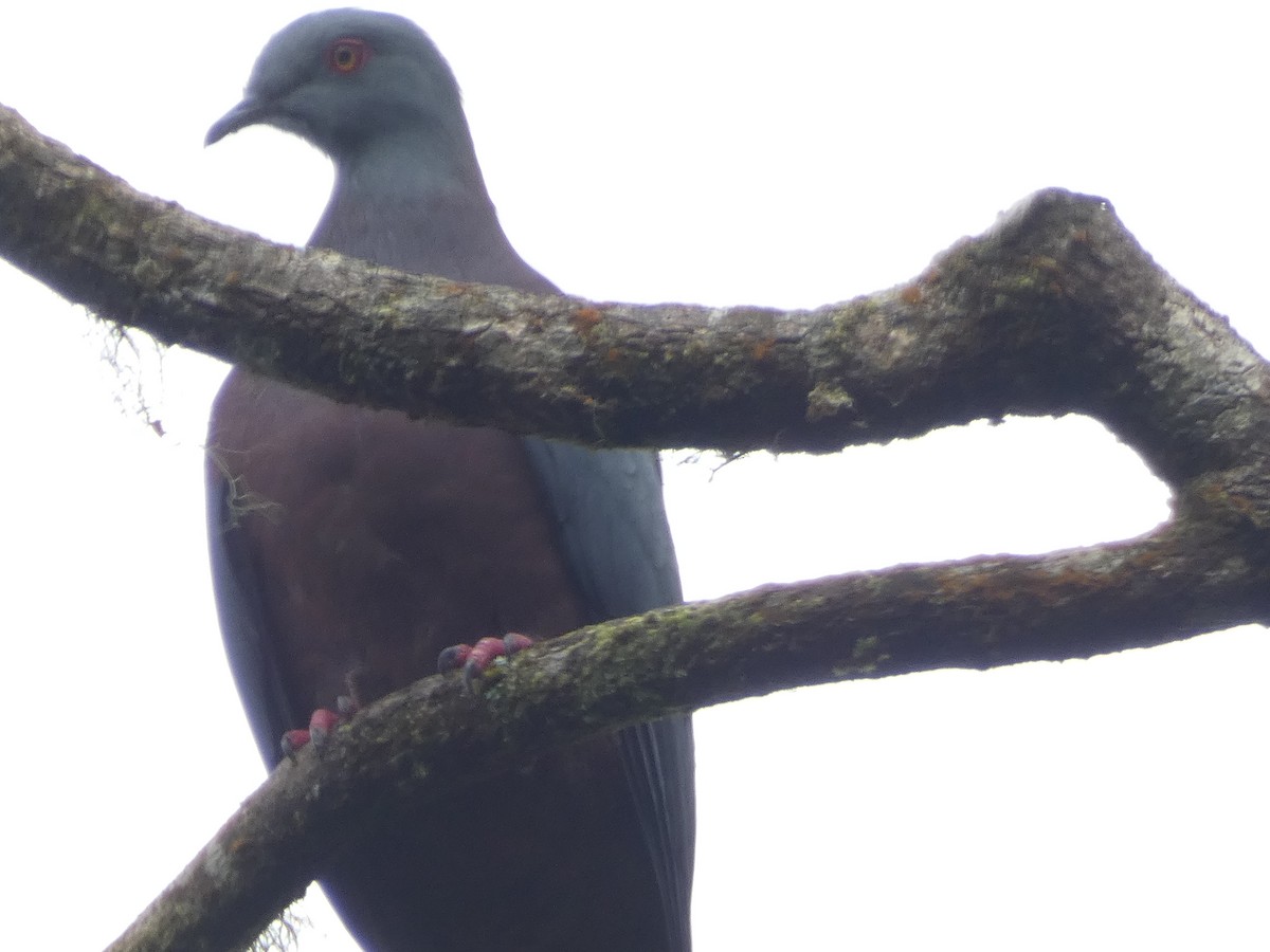 Baker's Imperial-Pigeon - ML626543706
