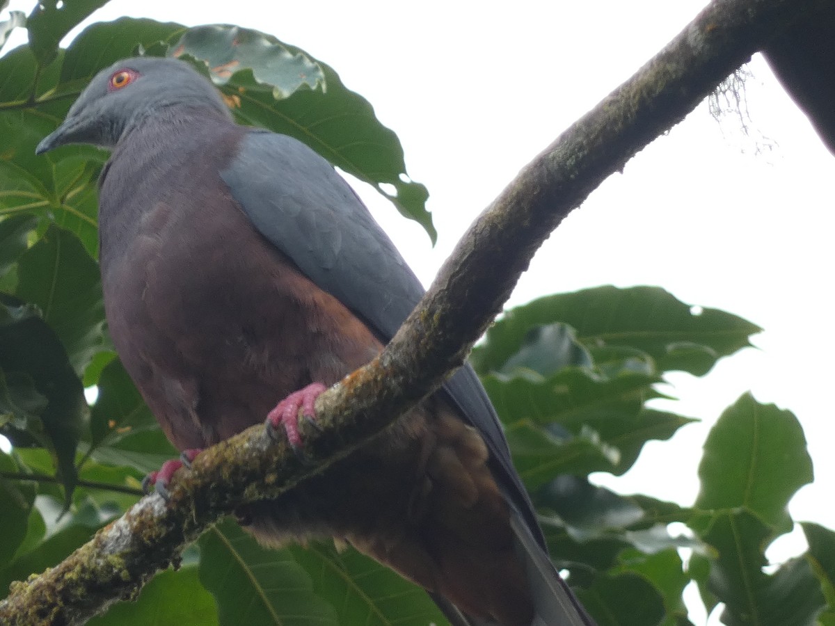 Baker's Imperial-Pigeon - ML626543707