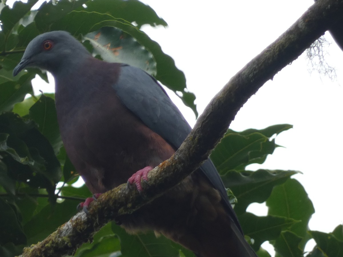 Baker's Imperial-Pigeon - ML626543708