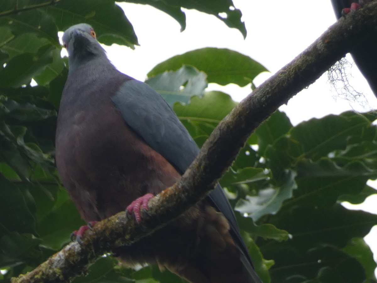 Baker's Imperial-Pigeon - ML626543709