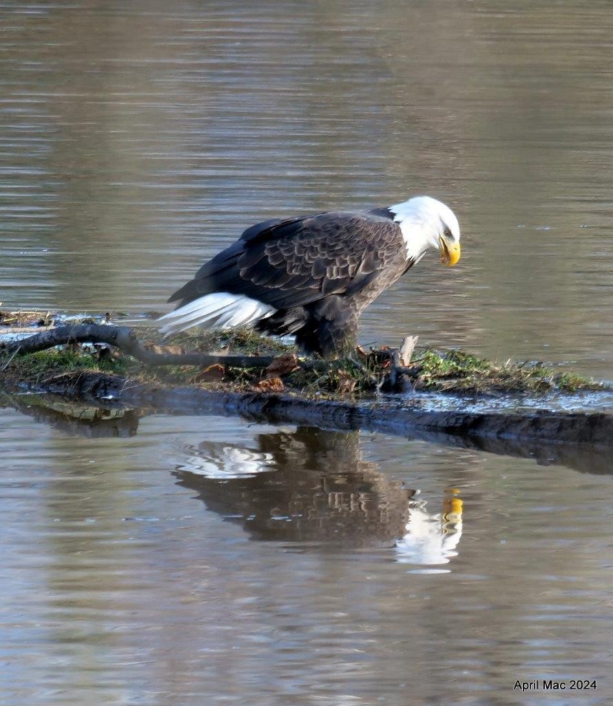 Bald Eagle - ML626543861