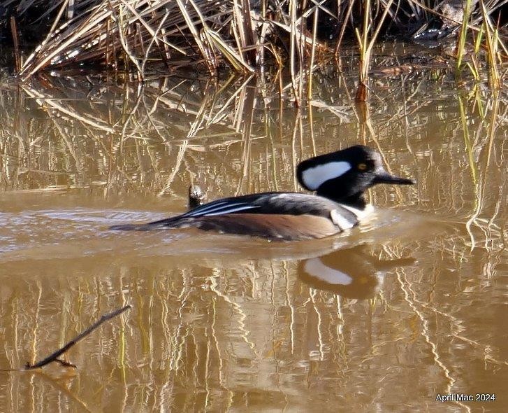 Hooded Merganser - ML626543882