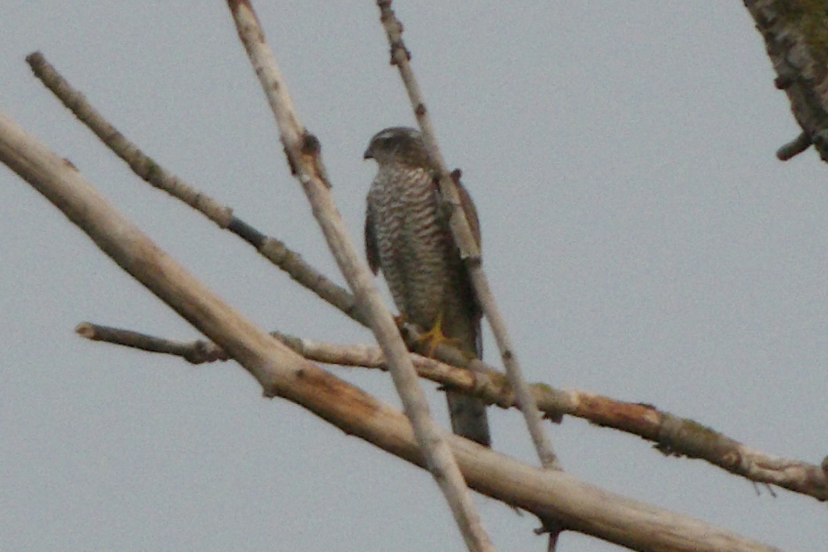 Морин харцага - ML626543886