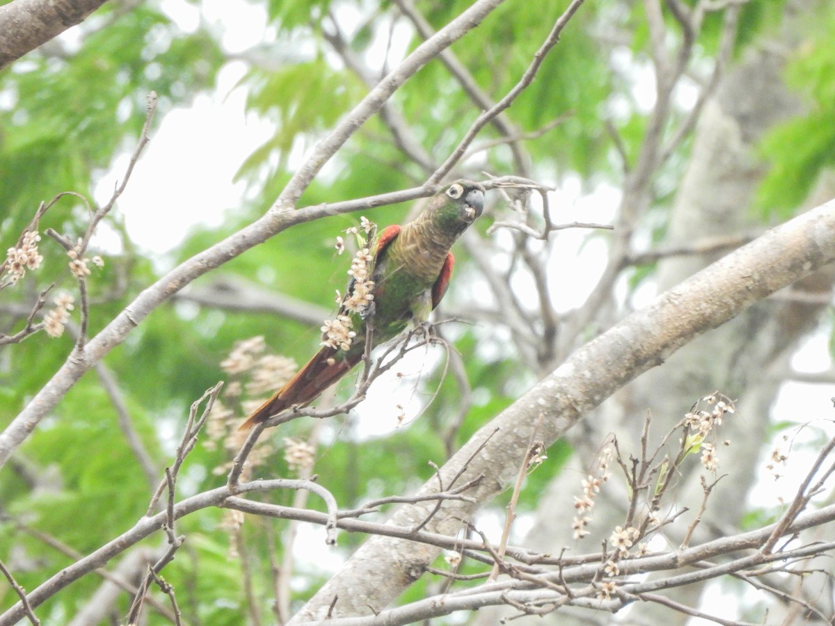 Blaze-winged Parakeet - ML626543972