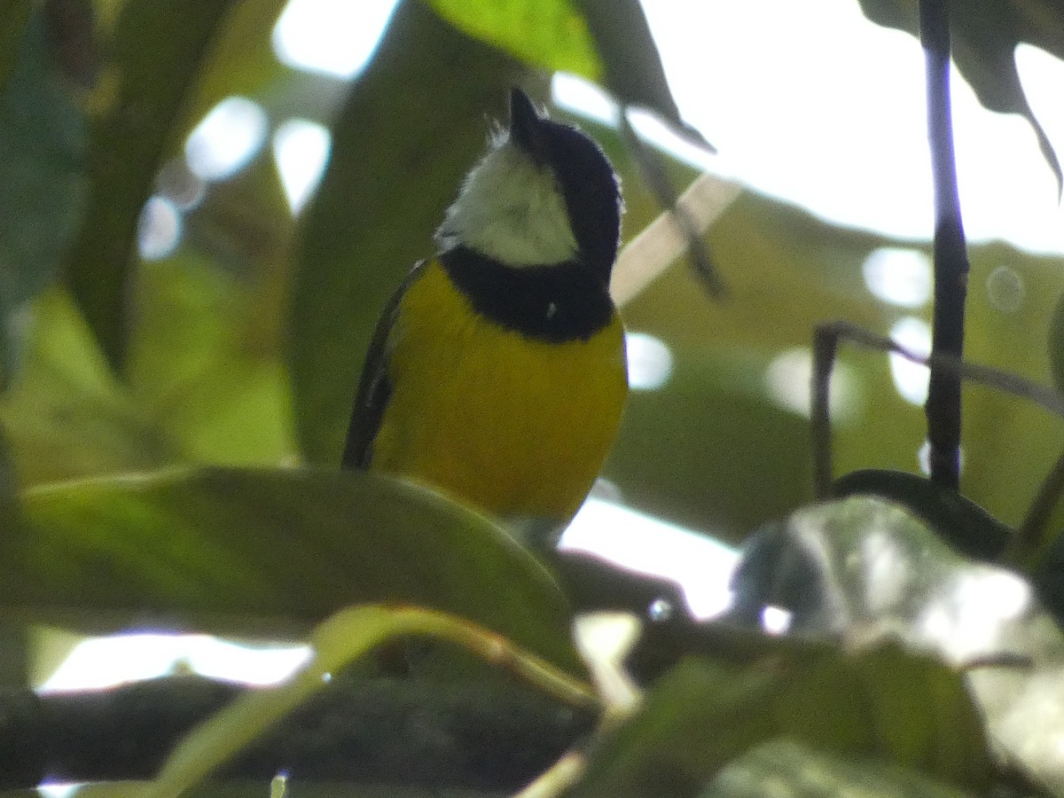 Vanuatu Whistler - ML626544086