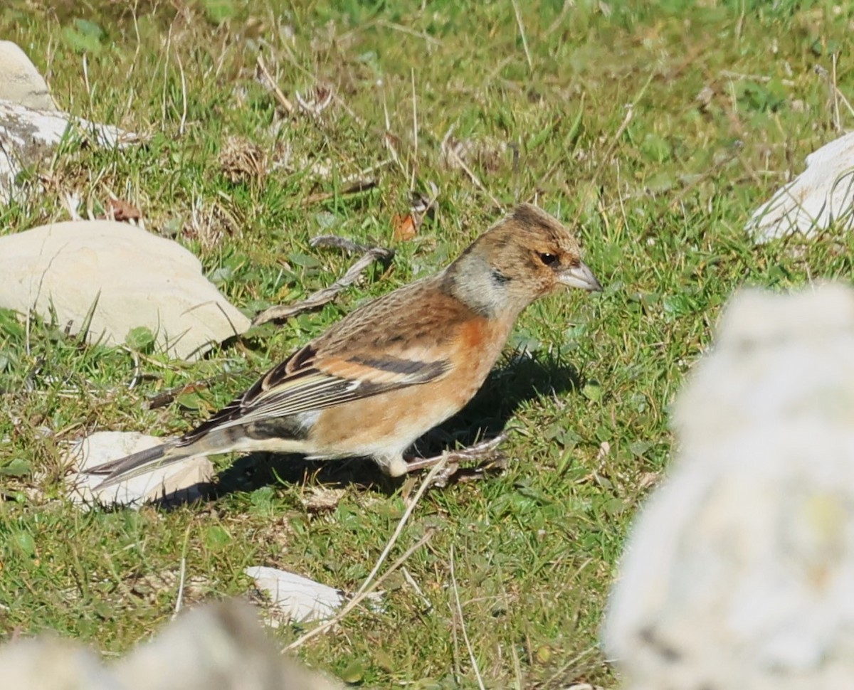 Common Chaffinch x Brambling (hybrid) - Faustino Chamizo Ragel