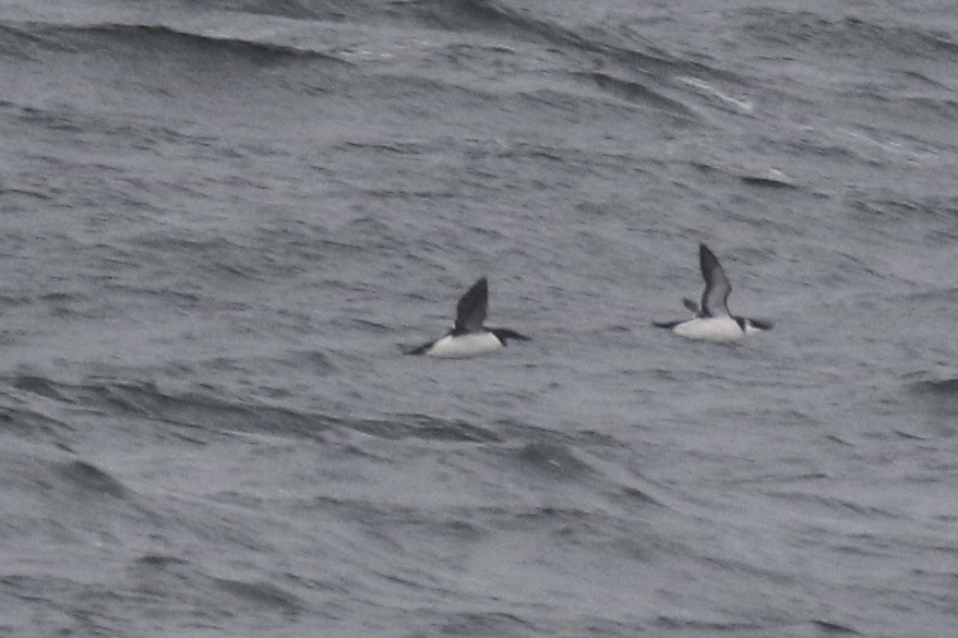 אורייה חייכנית - ML626544359