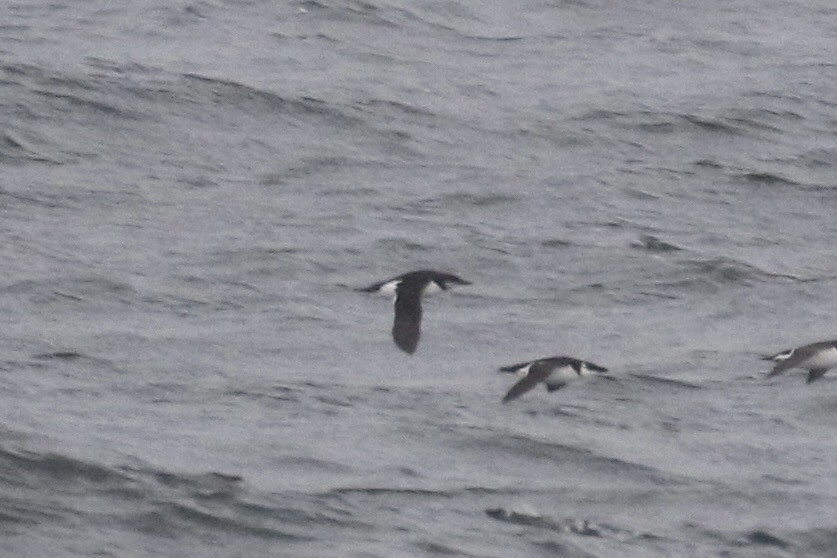 אורייה חייכנית - ML626544360