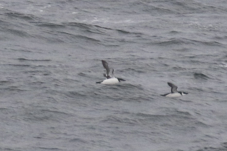 אורייה חייכנית - ML626544361