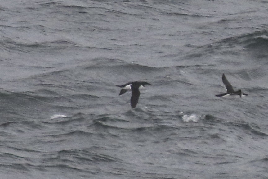 אורייה חייכנית - ML626544362