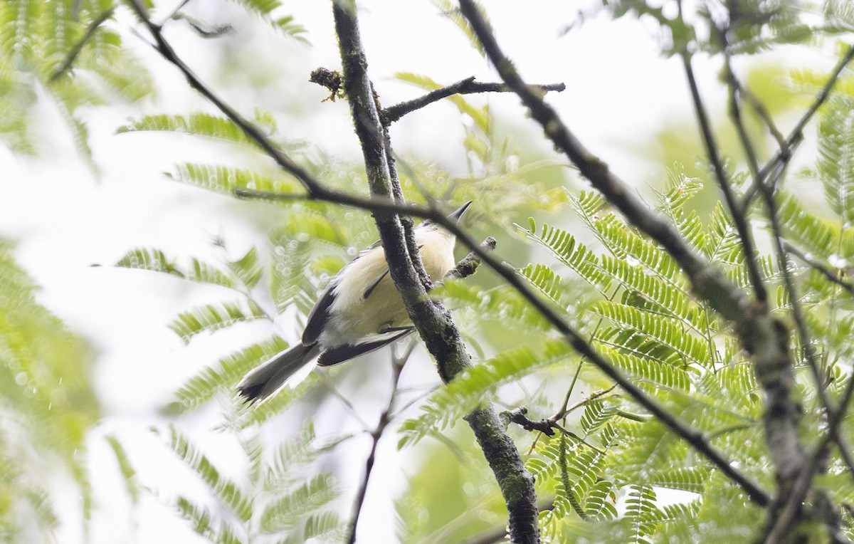 Creamy-bellied Gnatcatcher - ML626544735