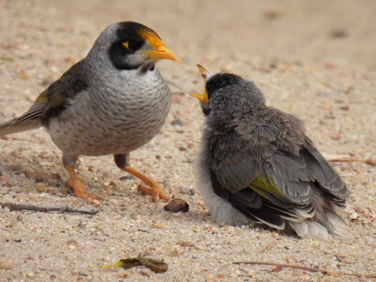 Noisy Miner - ML626544765