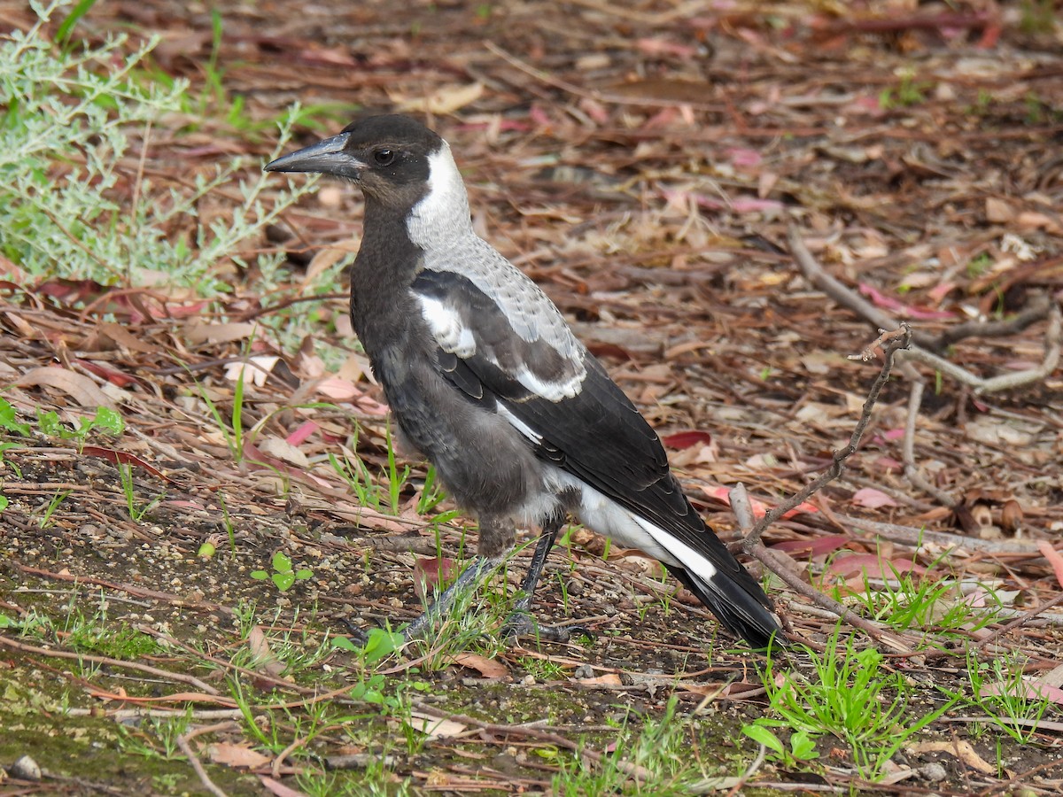 Australian Magpie - ML626544775