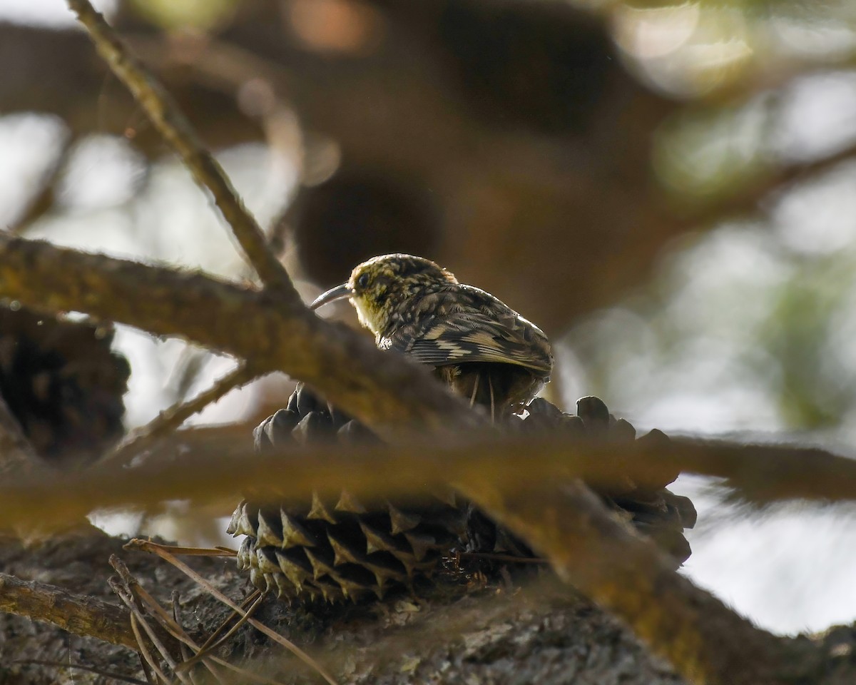 Brown Creeper - ML626544800