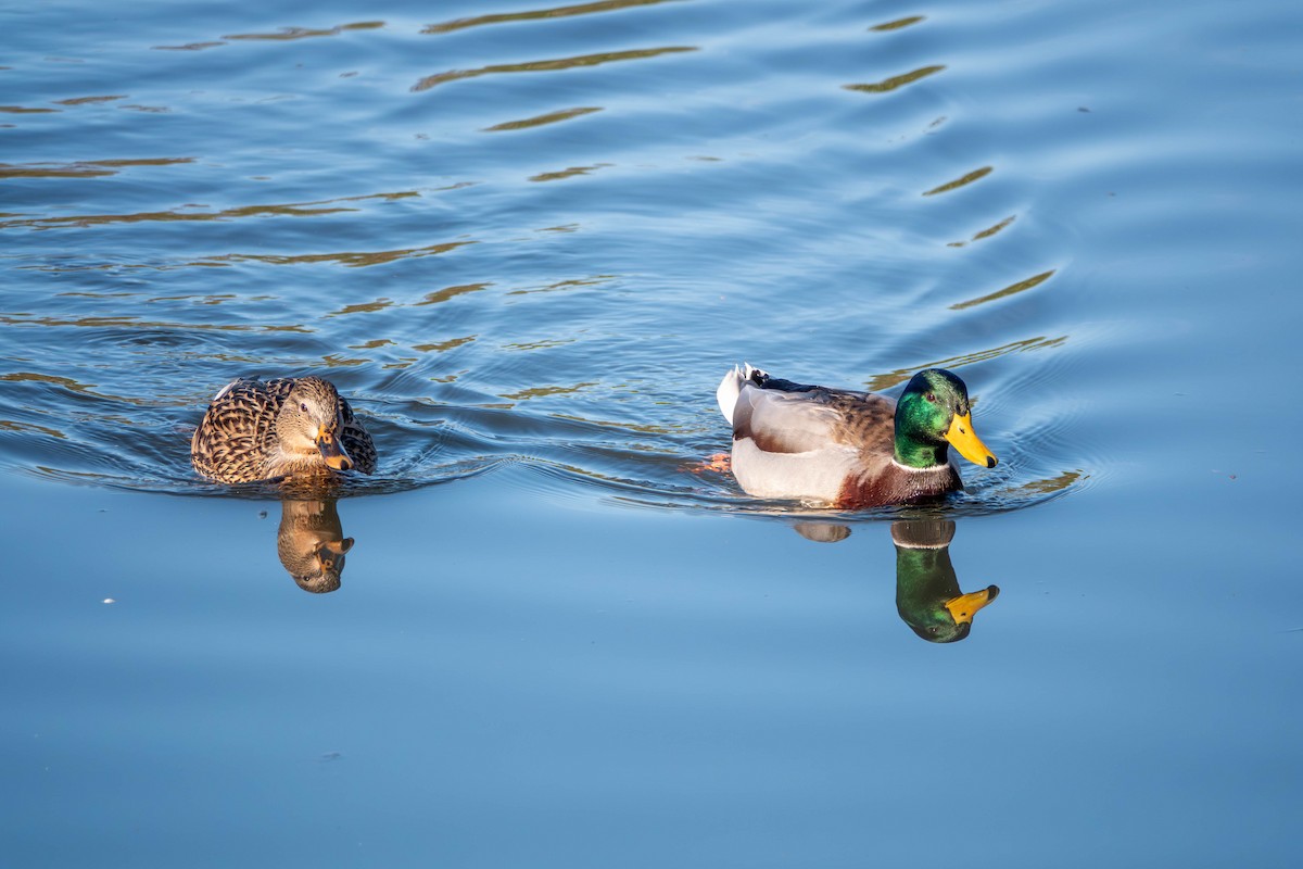 kachna divoká - ML626545029