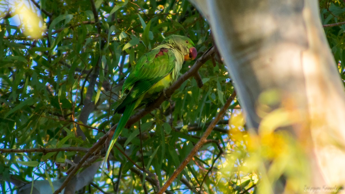 Alexandrine Parakeet - ML626545042