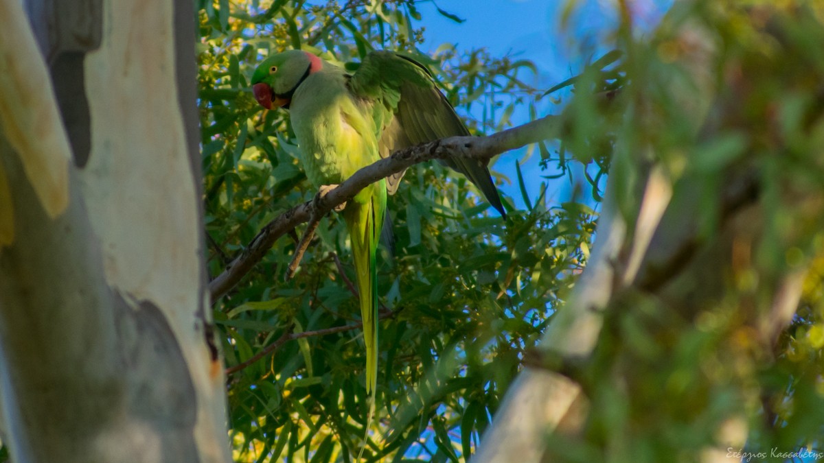 Alexandrine Parakeet - ML626545043