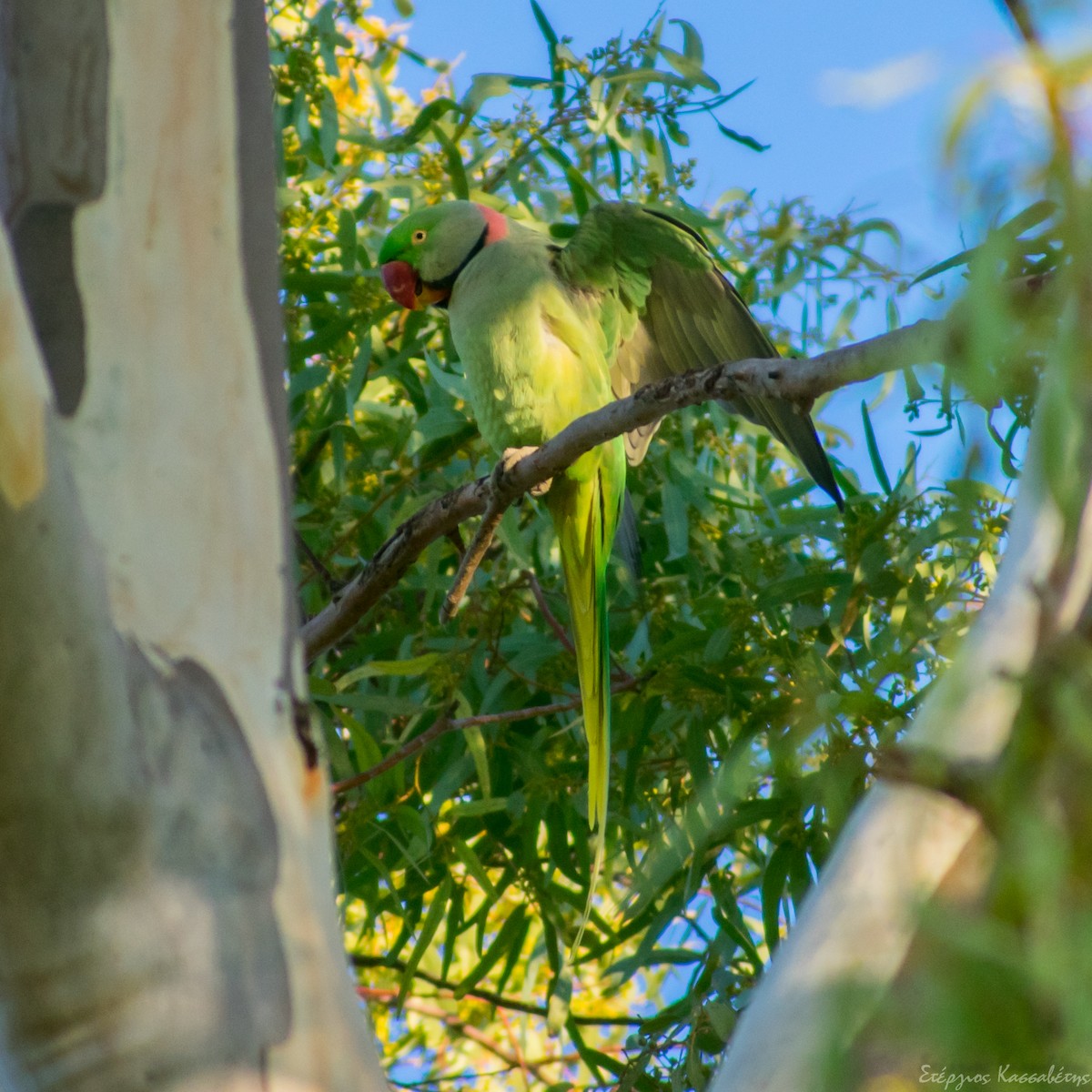 Alexandrine Parakeet - ML626545044