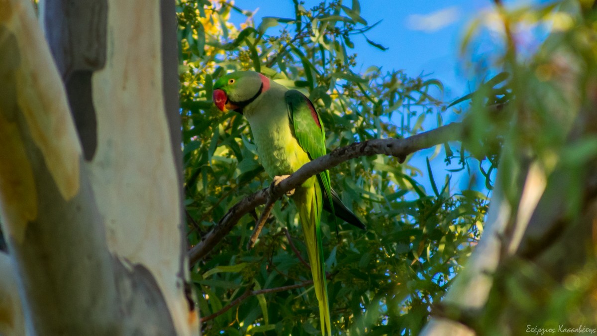 Alexandrine Parakeet - ML626545045