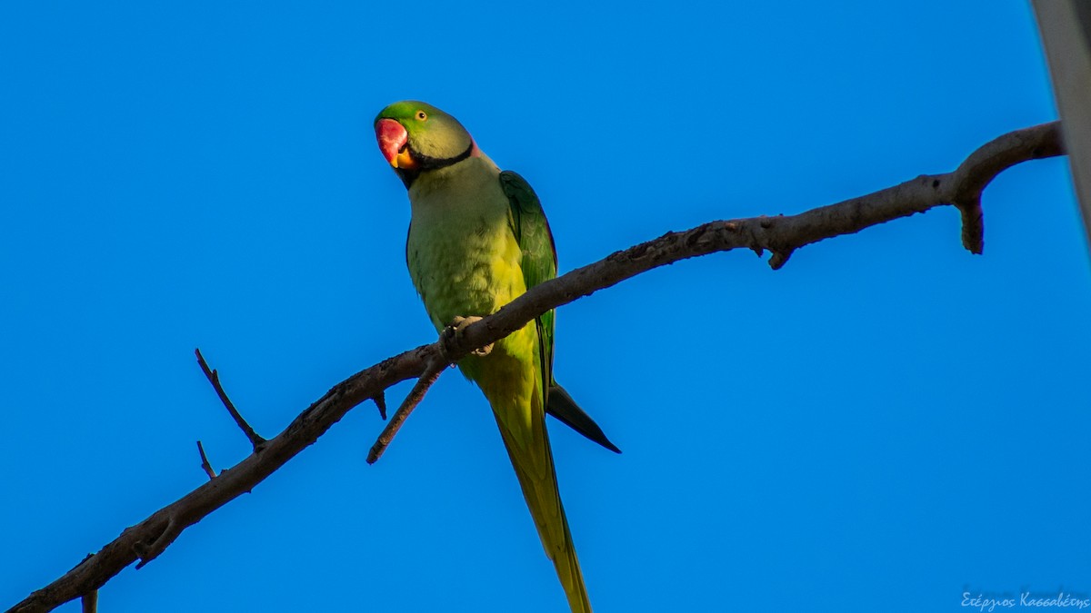 Alexandrine Parakeet - ML626545046