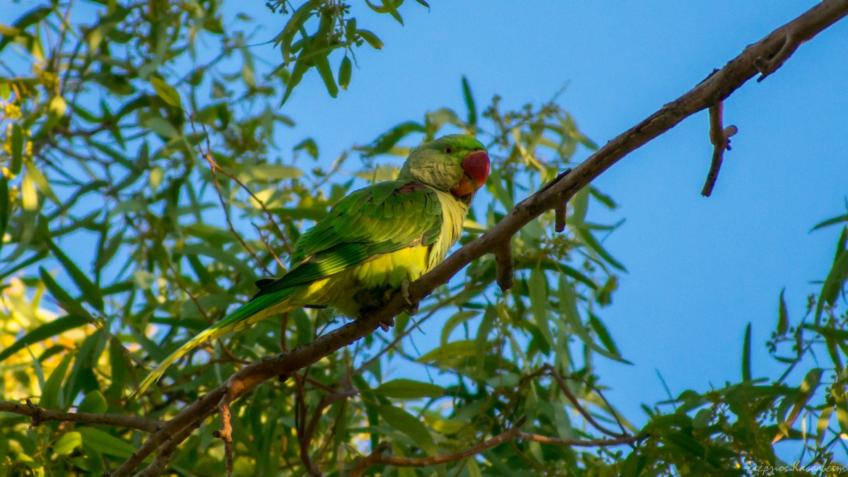 Alexandrine Parakeet - ML626545047