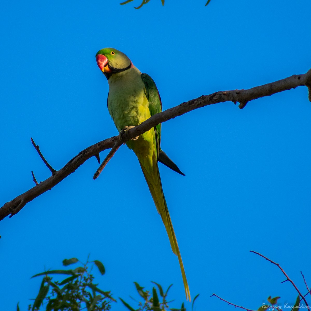 Alexandrine Parakeet - ML626545048