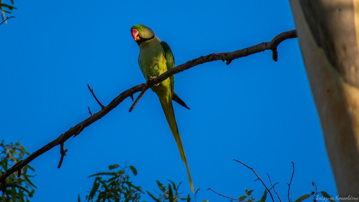 Alexandrine Parakeet - ML626545049