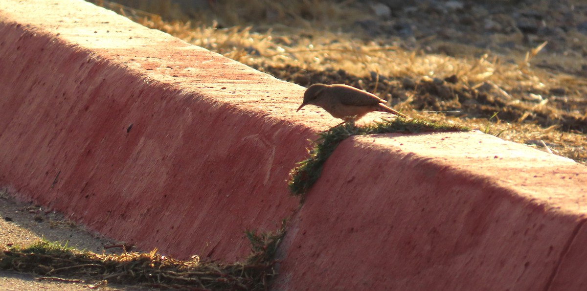 Rock Wren - ML626545081