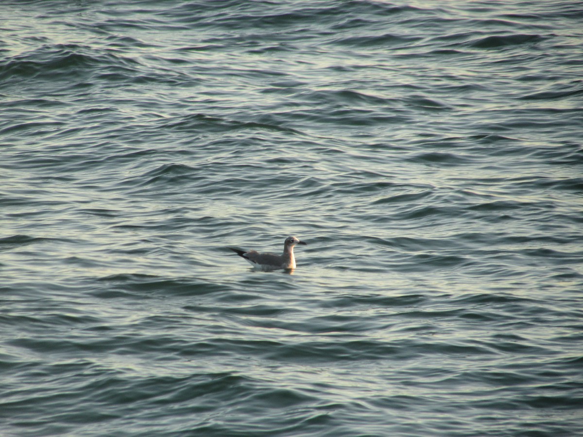 Laughing Gull - ML626545213