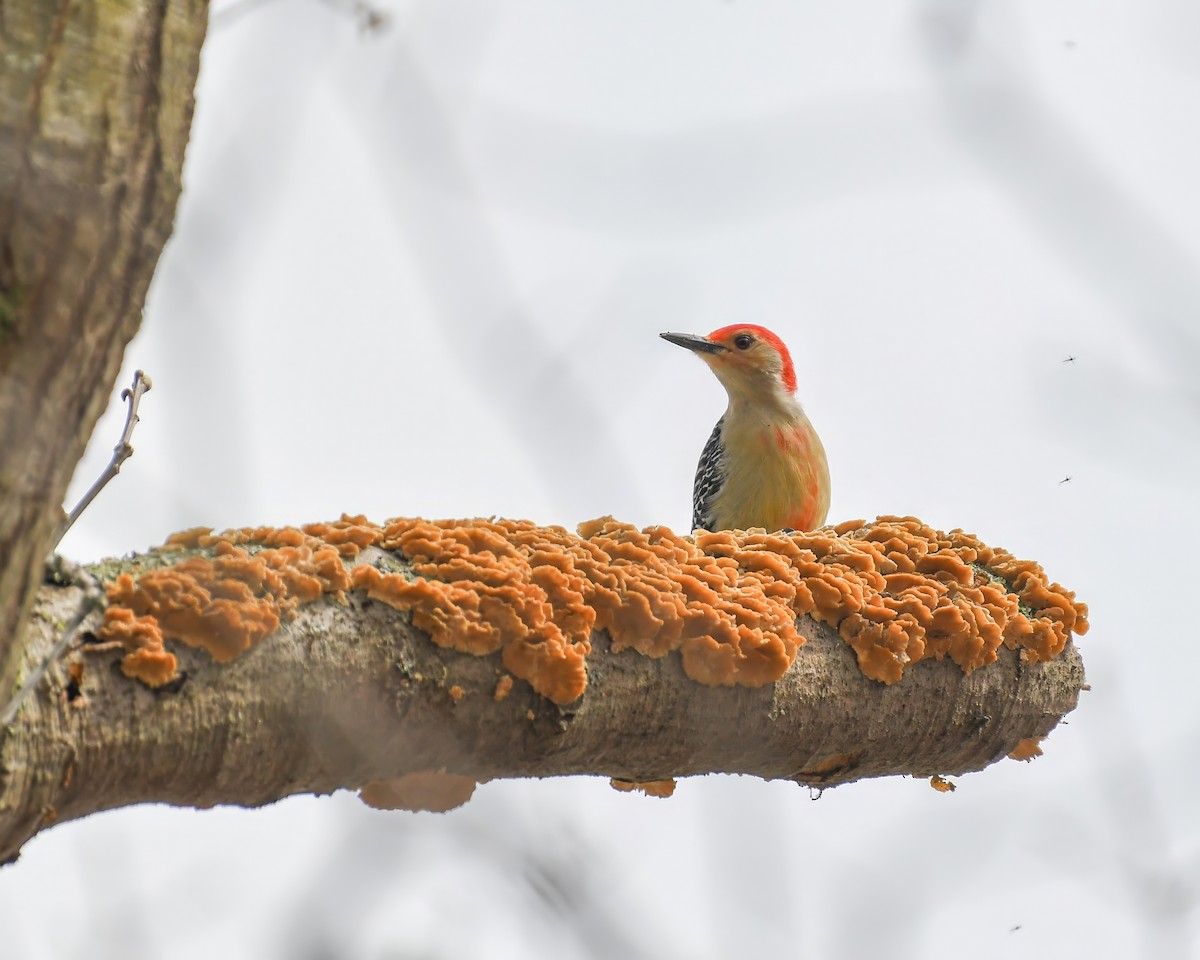Red-bellied Woodpecker - ML626545409