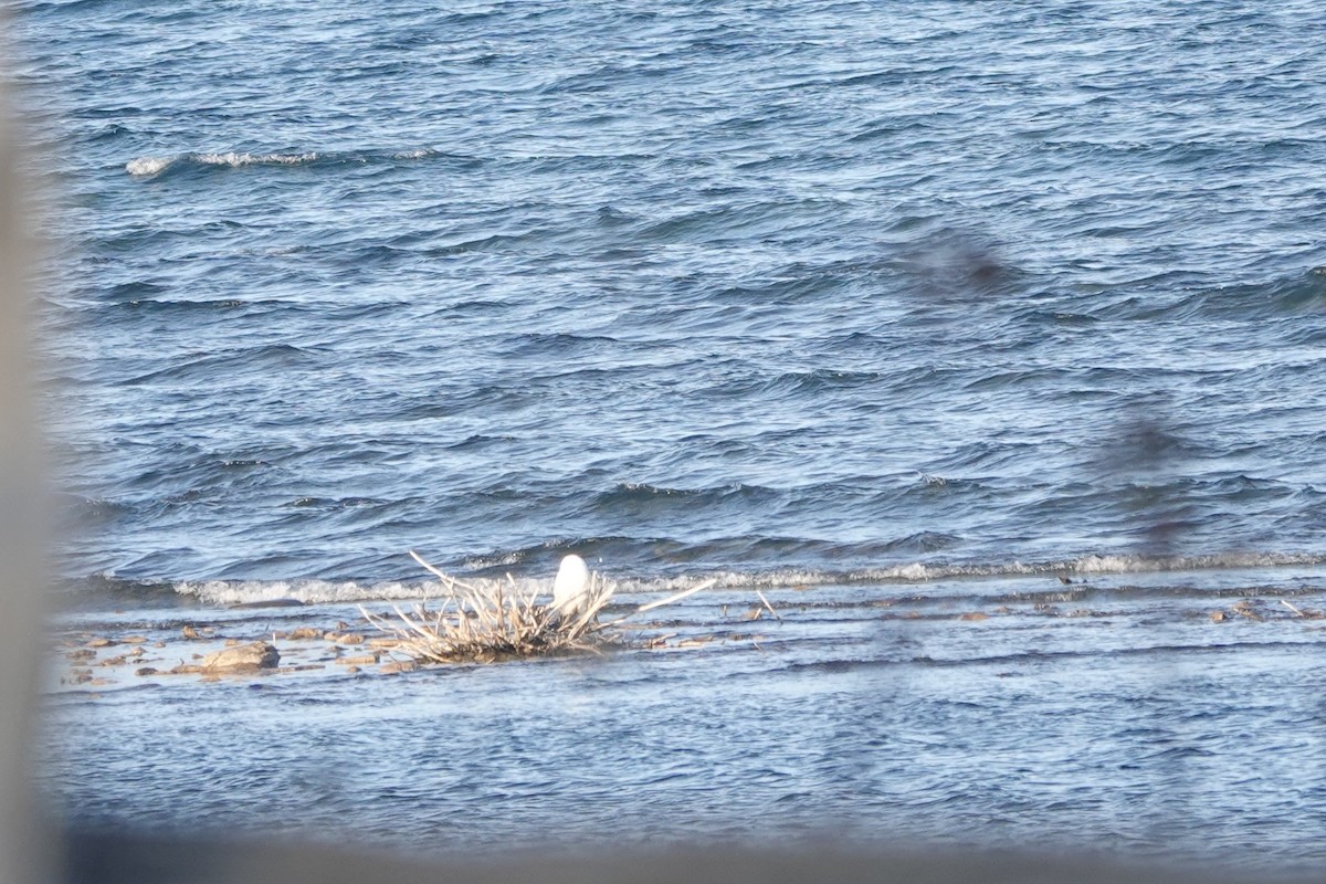 Snowy Owl - ML626545485