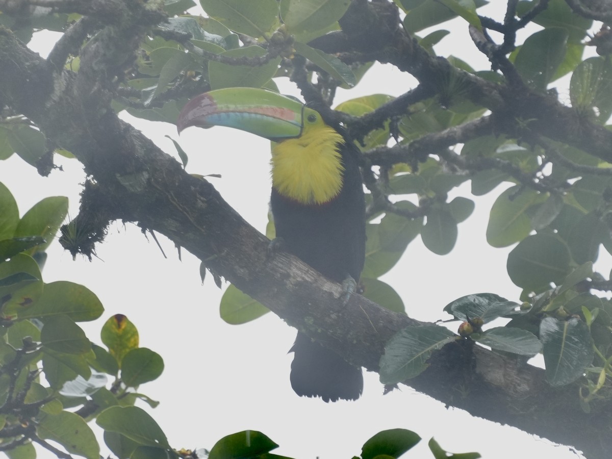 Keel-billed Toucan - Tami Reece