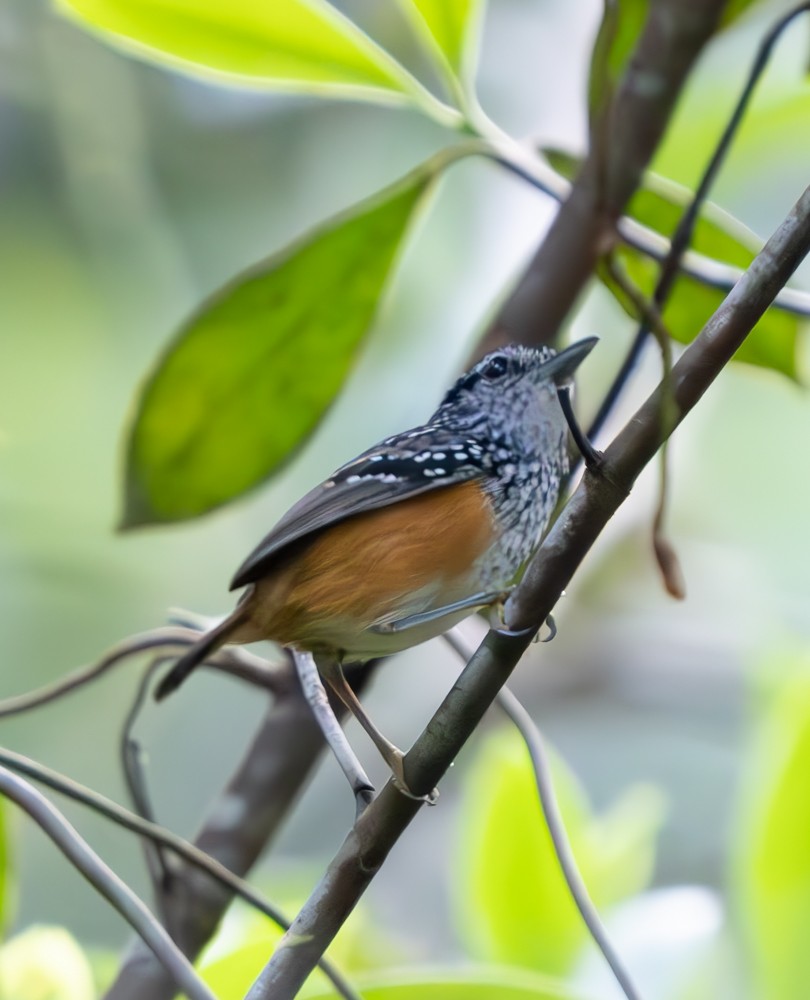 Peruvian Warbling-Antbird - ML626545552