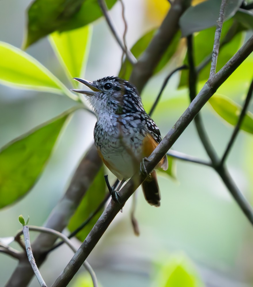 Peruvian Warbling-Antbird - ML626545553