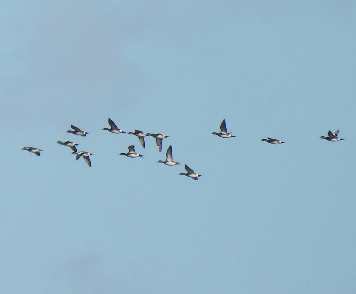 American Wigeon - ML626545618