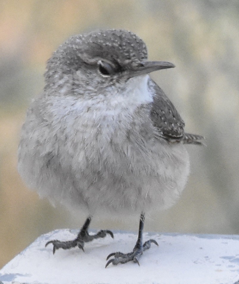 Rock Wren (Northern) - ML626545737