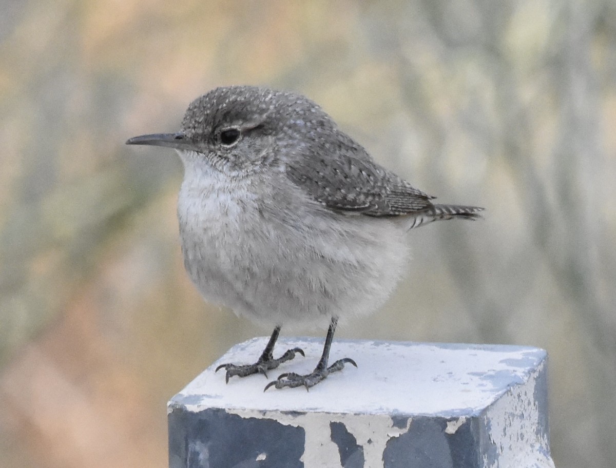 Rock Wren (Northern) - ML626545738