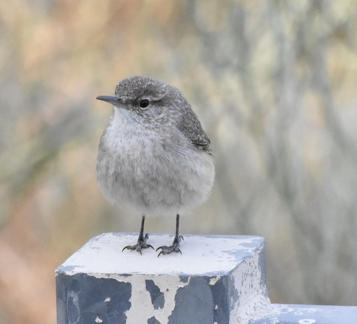 Rock Wren (Northern) - ML626545739