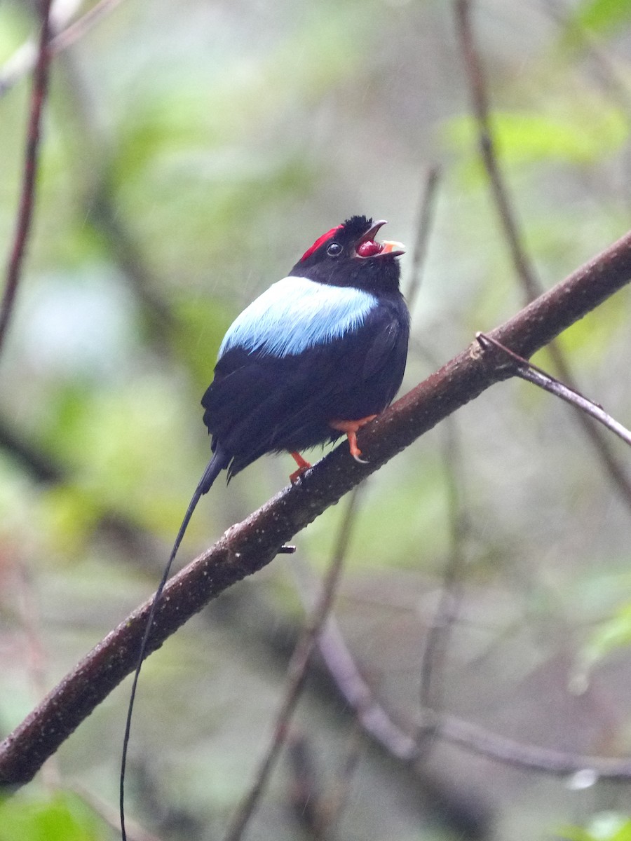 Long-tailed Manakin - Tami Reece