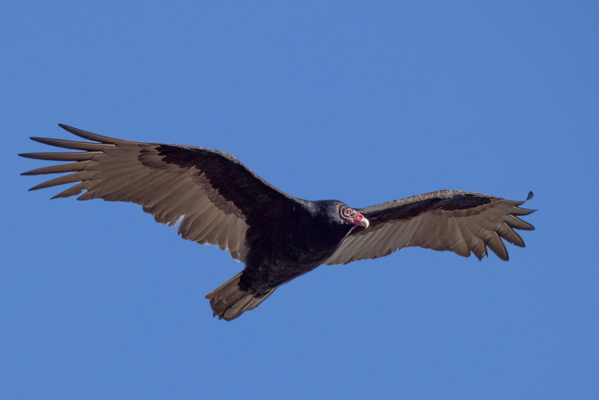 Turkey Vulture - ML626545868