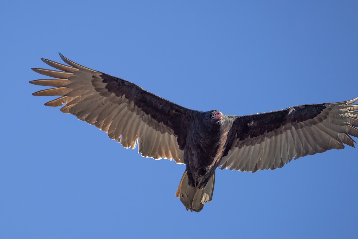 Turkey Vulture - ML626545874