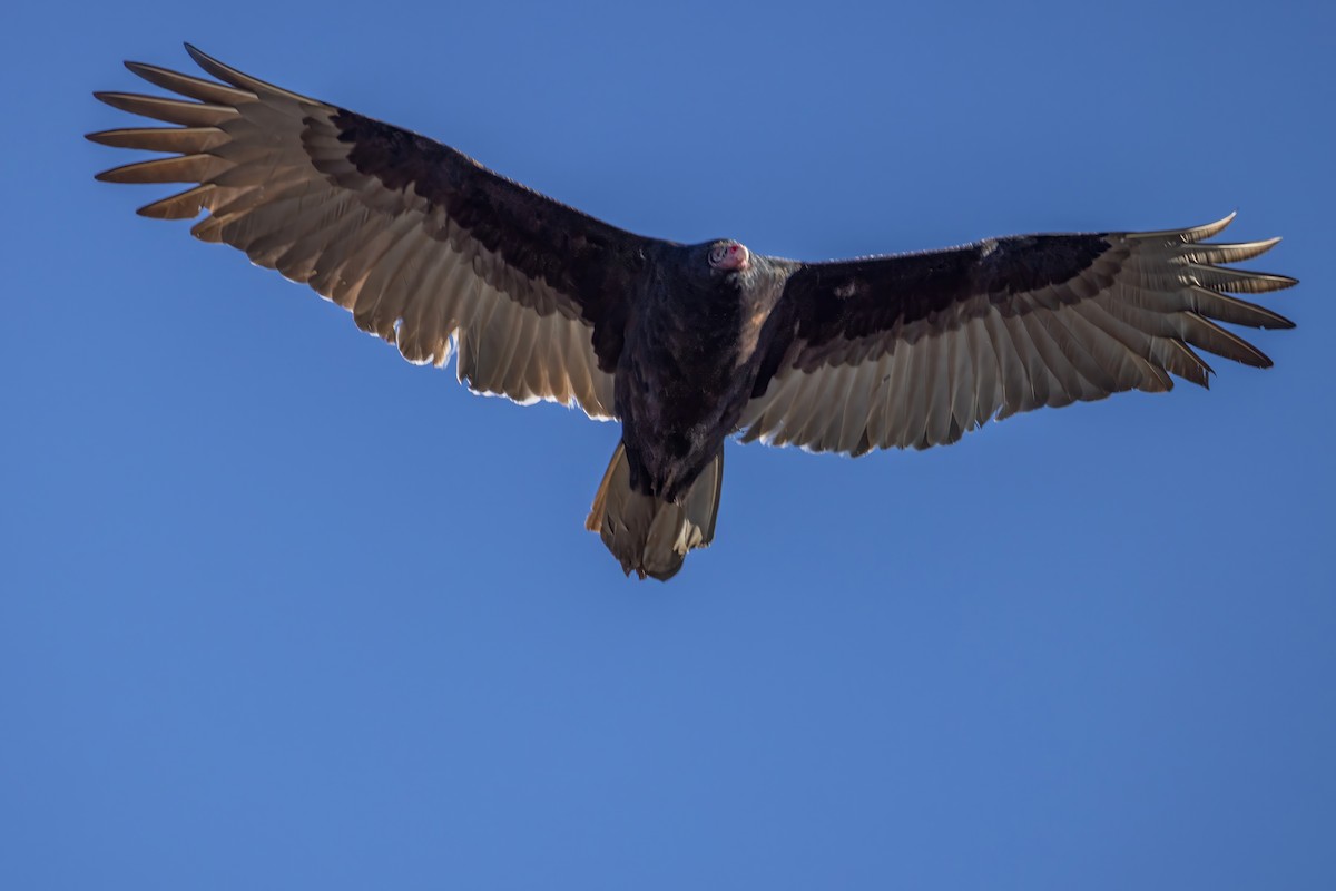 Turkey Vulture - ML626545878