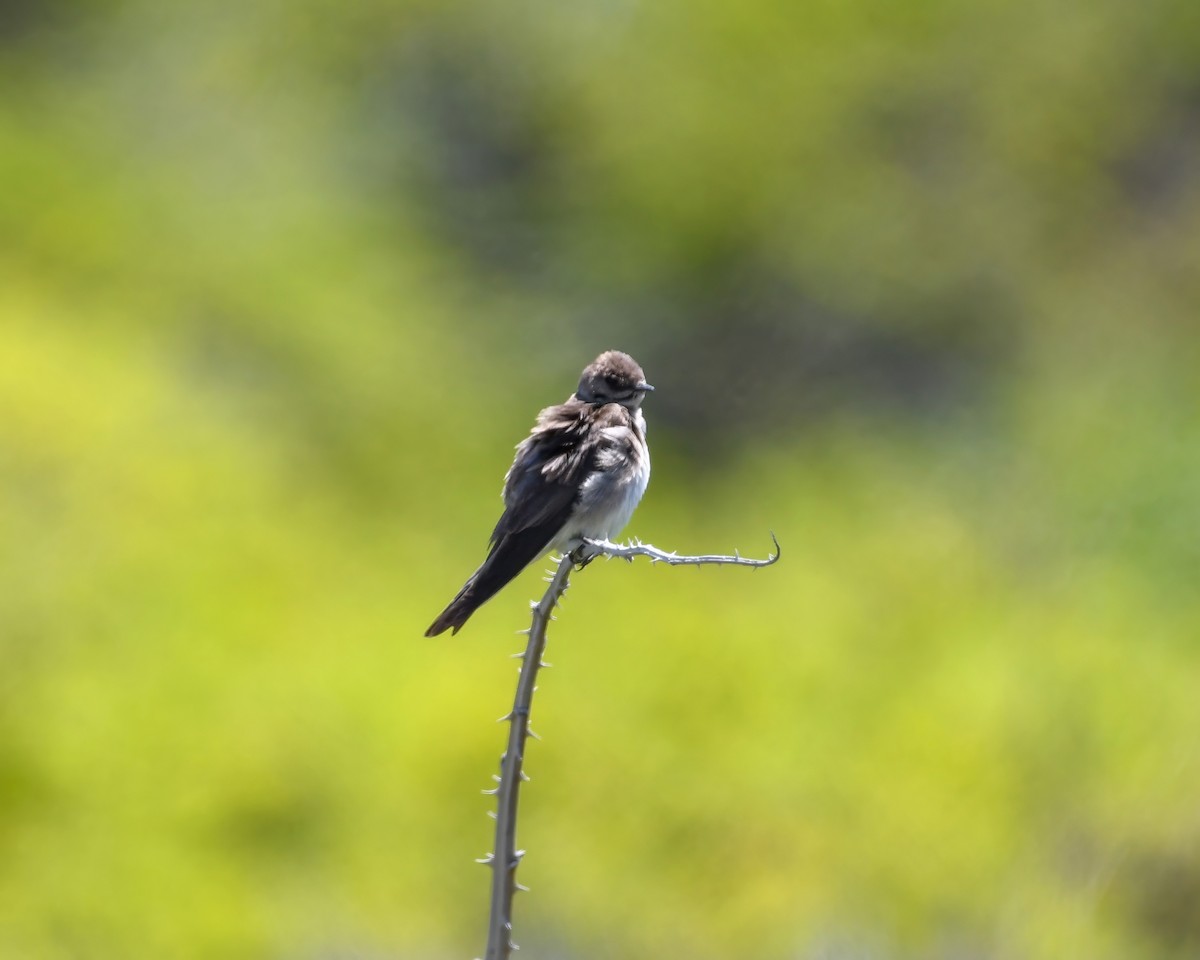 Northern Rough-winged Swallow - ML626545913