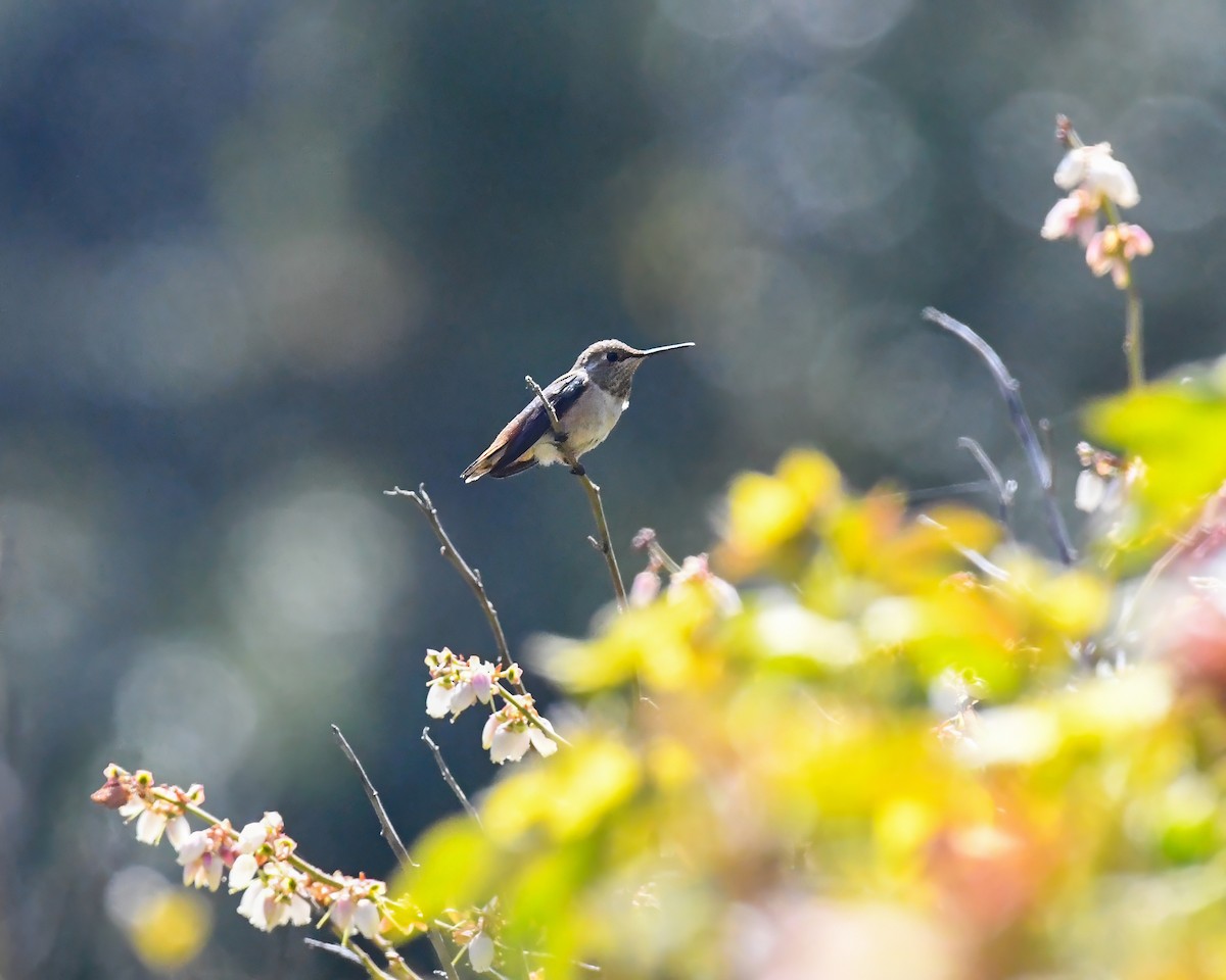 Allen's Hummingbird - ML626545925