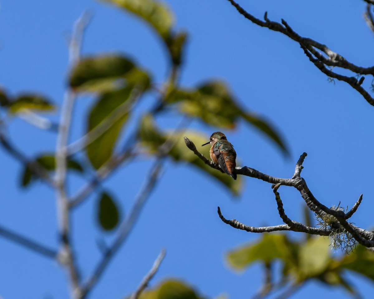 Allen's Hummingbird - ML626545930
