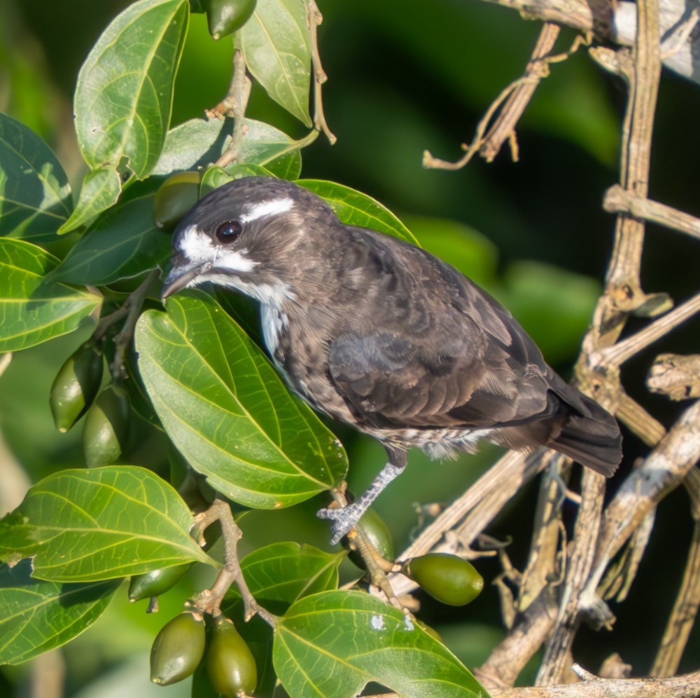 White-browed Purpletuft - ML626545947