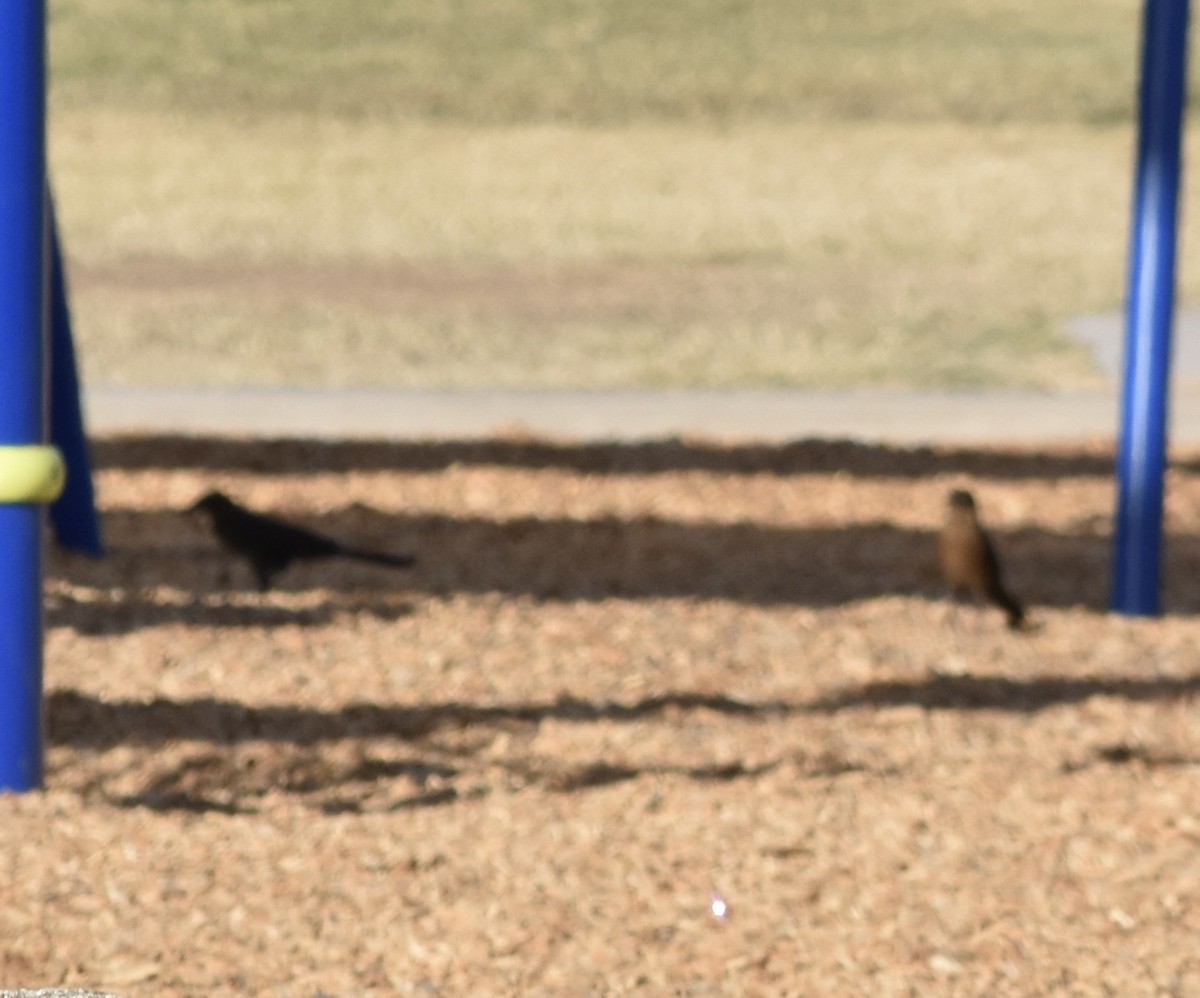 Great-tailed Grackle - ML626545972