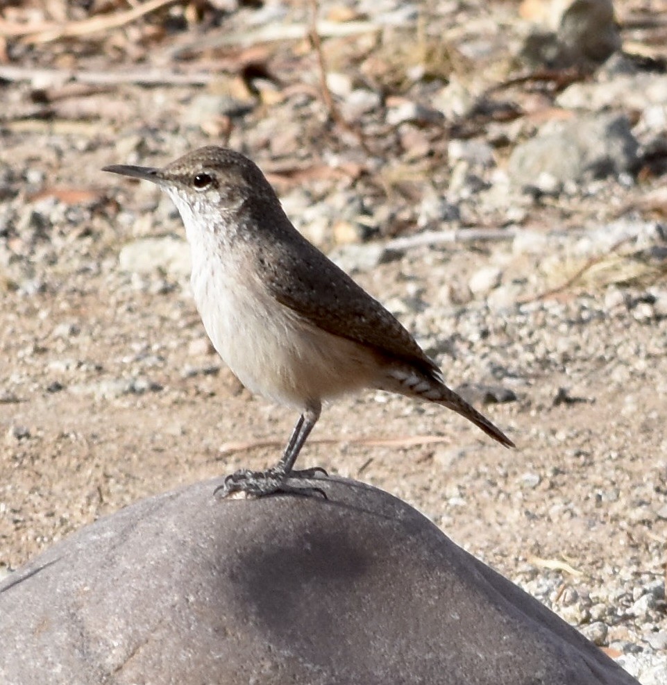 Rock Wren (Northern) - ML626545991