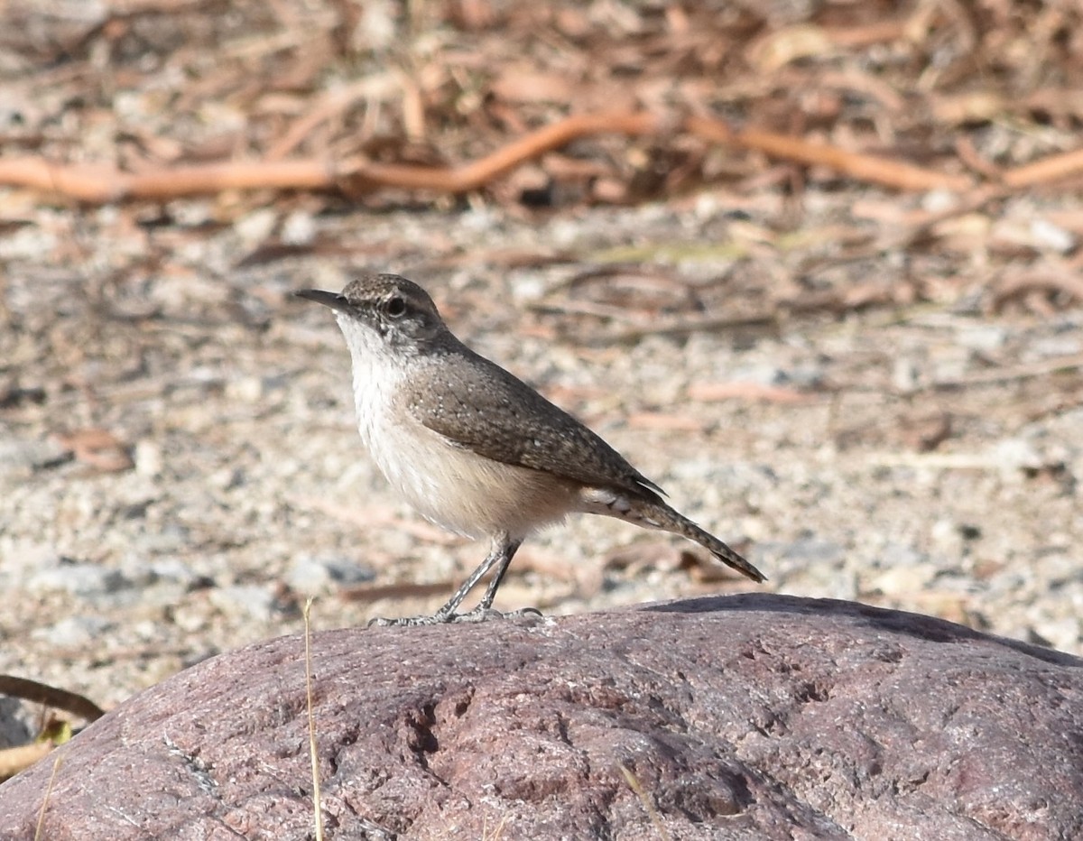 Rock Wren (Northern) - ML626545992